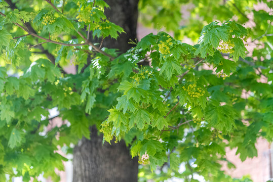 Fototapeta Leaves on a tree branch.