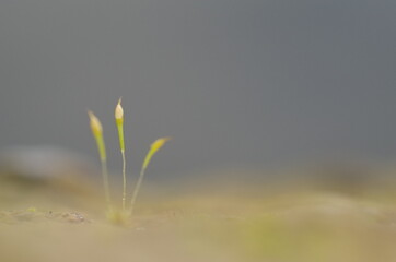 川岸のコケのイメージ