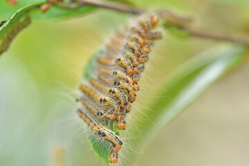 チャドクガの幼虫