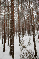 frosty winter after snowfall with long pines or firs