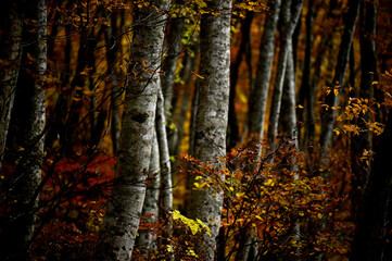 Fototapeta premium 秋の大山