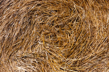 straw after the wheat harvest