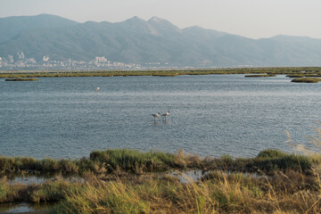 Pink flamingos in their natural environment with drone shooting. Izmir bird paradise - Izmir, Turkey