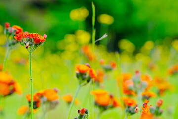 美しいオレンジ色の花