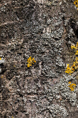 tree trunk parts with bark