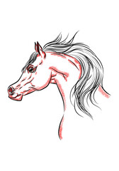 illustration of a  horse head sketch style