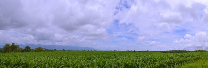 panorama of field and blue sky