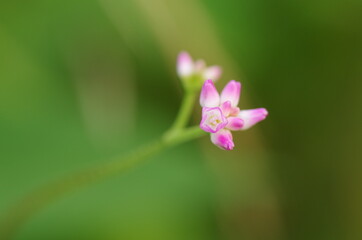 ミゾソバの花のイメージ