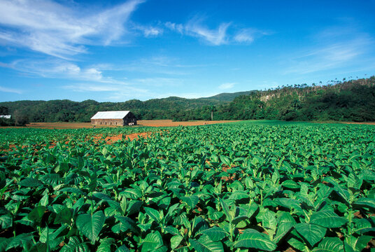 Cuba, Pinar del Rio, Vinales, Tobacco field with barn in distance