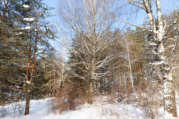deciduous trees covered with snow