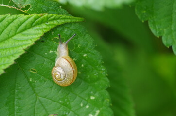 カタツムリのイメージ