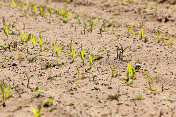 agricultural field sown with sweet corn, summer season