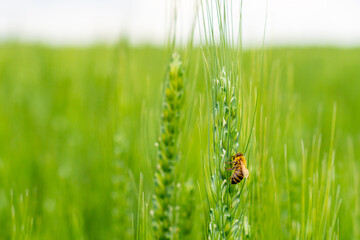 A honey bee on a green ear of wheat. Close-up. Summer. Pollination. Honeybee.