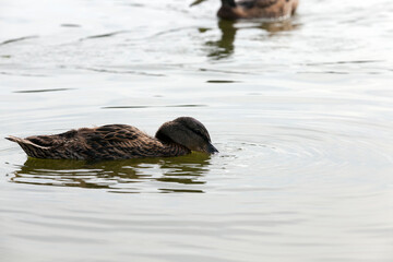 wild waterfowl ducks in nature, ducks in their natural habitat