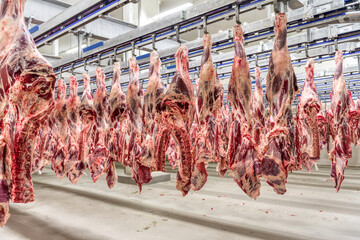 Chopped beef carcasses. Large chunks of cow carcasses hang from an overhead conveyor.