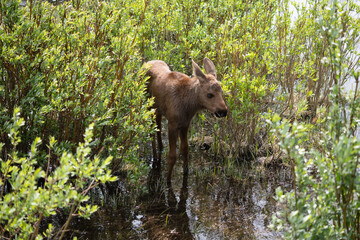 Young light brown moose grazing between green bushes in the forest in the Rocky Mountains in...