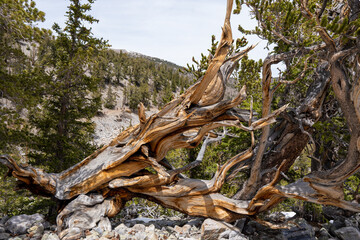 Bristlecone Pine