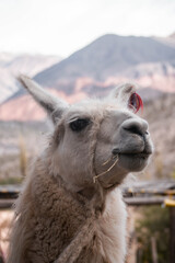 llamas en las montañas