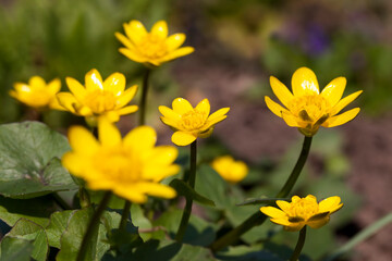 beautiful yellow flowers in the garden