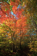 Mt.Iwate, in autumn, fine weather秋晴れの岩手山登山