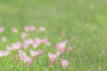 野原の昼咲き月見草　6月