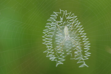 蜘蛛の巣のイメージ