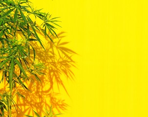 Fototapeta na wymiar Cannabis leaf with colorful background