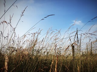 reeds on the beach