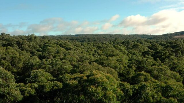 Australian Rainforest Aerial footage 4k