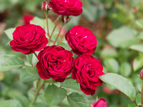 真紅の薔薇 の画像 12 108 件の Stock 写真 ベクターおよびビデオ Adobe Stock