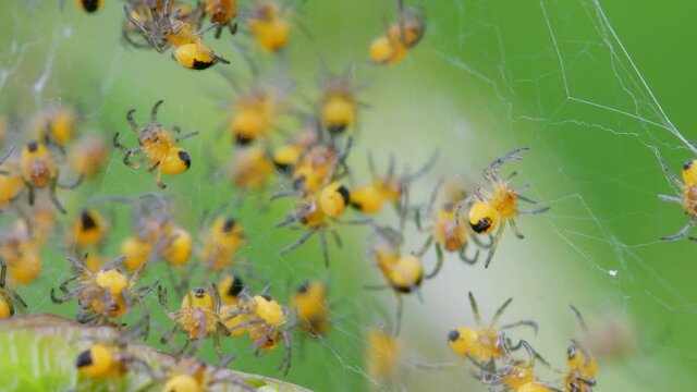 Baby of European Garden Spider, Araneus diadematus in the nest