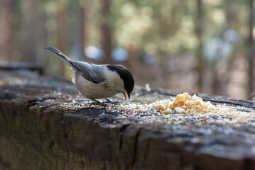 A chickadee sitting on a wooden log and eating breadcrumbs in winter