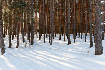 coniferous and deciduous trees without foliage in winter