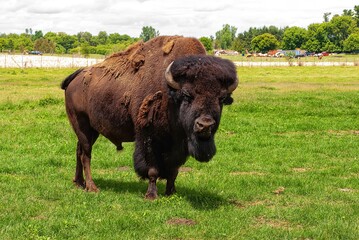 Alpha male American buffalo in a field, looking at the camera