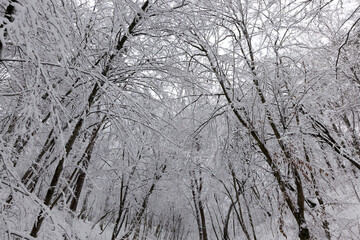 different types of bare deciduous trees without foliage