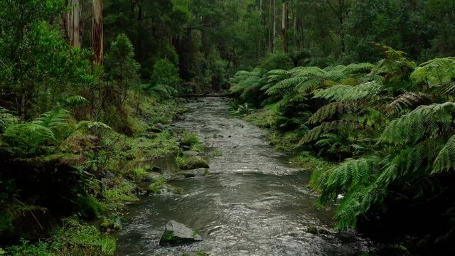 Mindful meditation rainforest river 4k