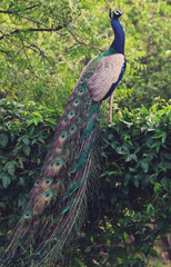 Naklejka premium Indian national bird peacock with feathers posing 