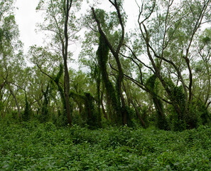 Obraz premium The green forest in a cloudy day. Beautiful trees leaves foliage and texture. 