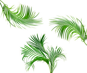 Green leaf of palm tree isolated