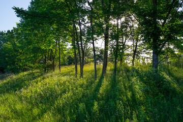 Fototapeta na wymiar line of trees on a grassy hill with the sun in the background streaming through and creating long shadows on the grass, leaves and grass are highlighted by sunlight, trees are in partial silhouette