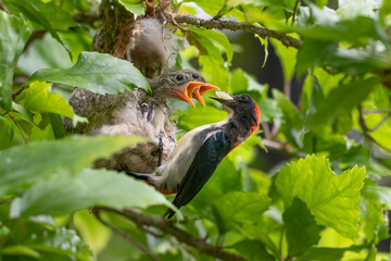 The scarlet-backed flowerpecker is a species of passerine bird. Sexually dimorphic, the male has navy blue upperparts with a bright red streak down its back from its crown to its tail coverts	