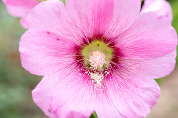 Sweet colorful pink hollyhock blooming on nature blurred background. Pink hollyhock flowers soft focus with some sharp and blurred, bokeh background.