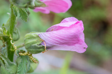 Sweet colorful pink hollyhock blooming on nature blurred background. Pink hollyhock flowers soft focus with some sharp and blurred, bokeh background.