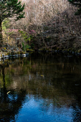reflection of trees in the water