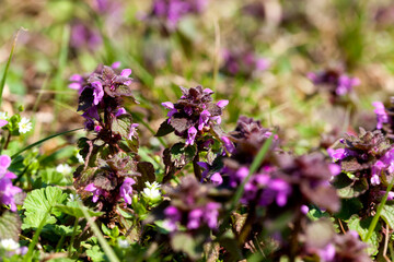 Obraz premium purple flowered nettle, details in nature