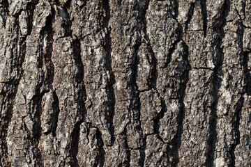 Obraz premium tree trunk parts with bark