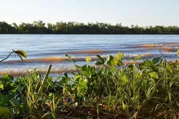 Valle Maria, Parana, Paraná, Entre Rios, jacinto de agua, lirio acuático, flor de bora, buchón...