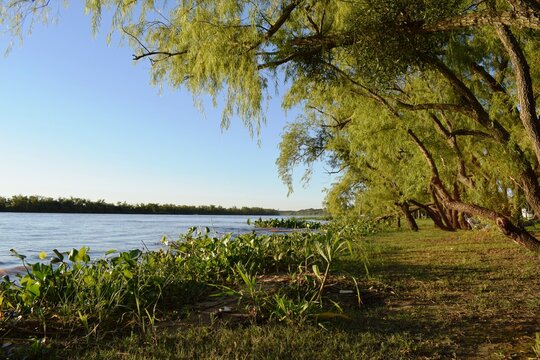 Valle Maria, Parana, Paran&aacute;, Entre Rios, jacinto de agua, lirio acu&aacute;tico, flor de bora, buch&oacute;n de agua, camalote, aguapey, lechugu&iacute;n, tarope, tarulla, reyna, Eichhornia crassipes
