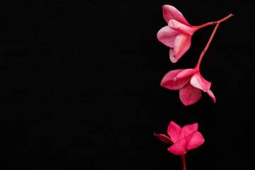 pink flowers frangipani local flora of asia in spring season arrangement  flat lay postcard style on background black