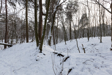 a large number of bare deciduous trees in the winter season